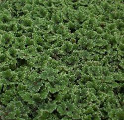 azolla | azolla caroliniana | portion 1/4 lb.