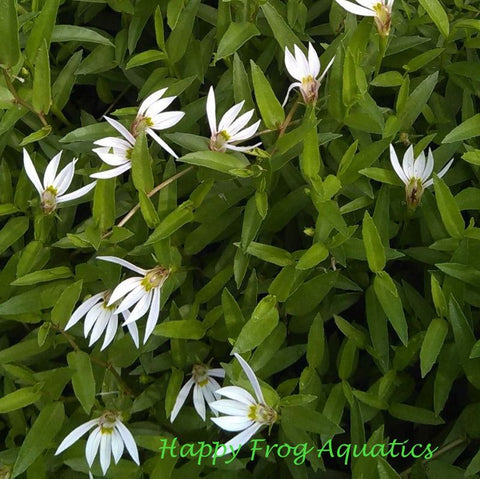chinese creeping lobelia | lobelia chinensis
