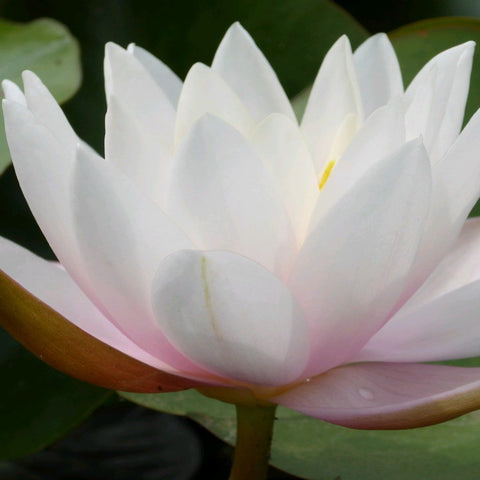 carnea marliac | hardy water lily