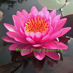 miss siam | dark pink hardy waterlily | available to ship late march/early april 2022