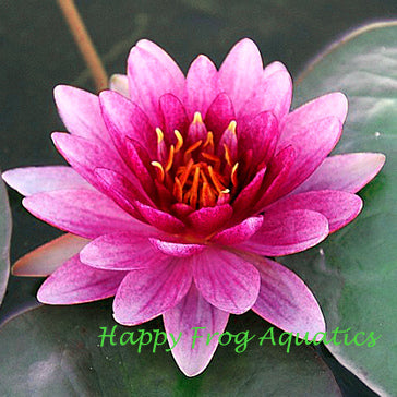 perry's super red | hardy water lily