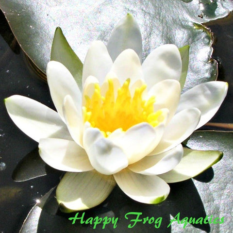virginalis water lily