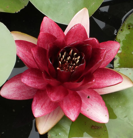 almost black hardy water lily