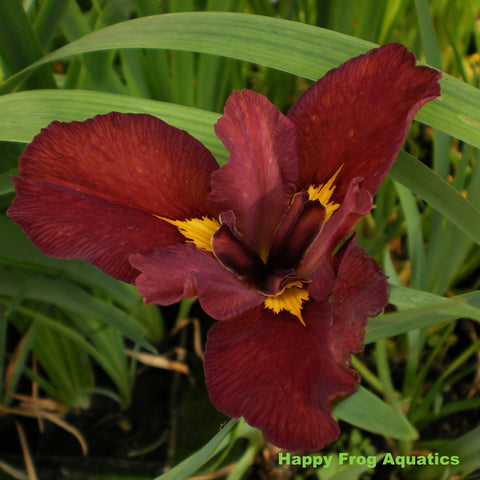 ann chowning red louisiana iris