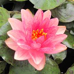 berit strawn | peachy pink hardy water lily | available to ship late march/early april 2022