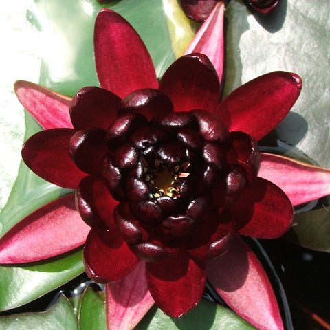 black princess | hardy water lily