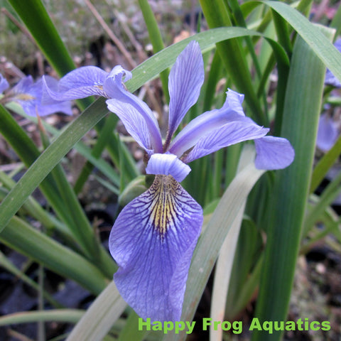 blue flag pond iris | iris versicolor