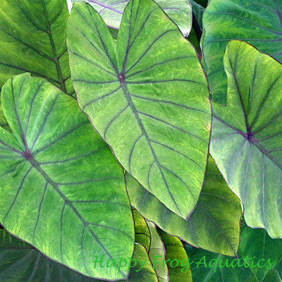 blue hawaii taro | colocasia esculenta 'blue hawaii'