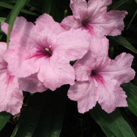 dwarf pink bluebell | ruellia brittoniana