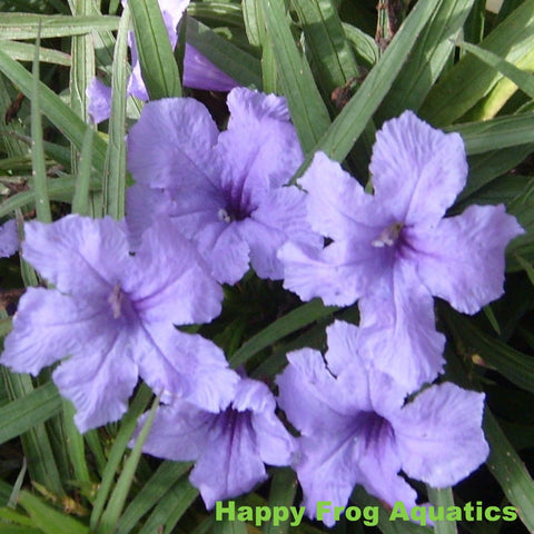 blue bells | ruellia brittoniana | 3.5" pot