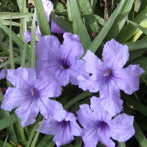 dwarf blue bluebell | ruellia brittoniana | mexican petunia