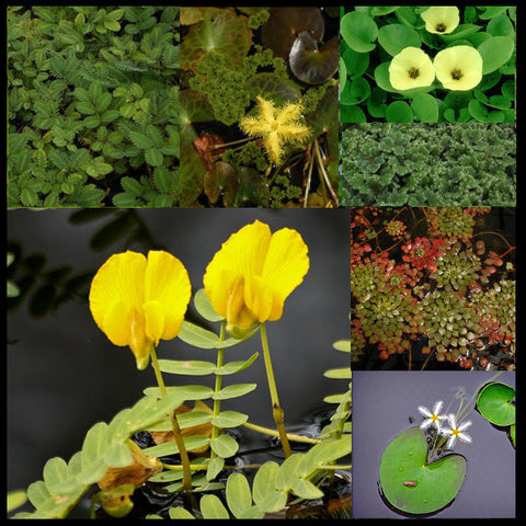 lily-like flowering plants and floating plant collection | large
