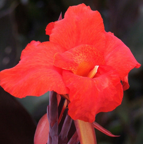 canna australia | canna 'var. australia'