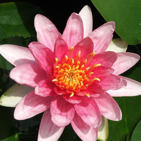 grower's choice | hardy red water lily