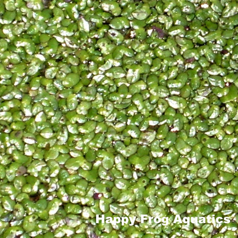 duckweed | lemna minor | 1/2 lb. portion