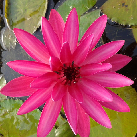 emily g. hutchings | tropical water lily