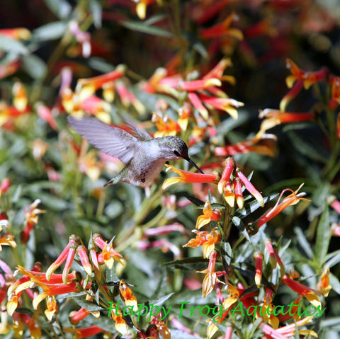 firecracker plant | cuphea ignea