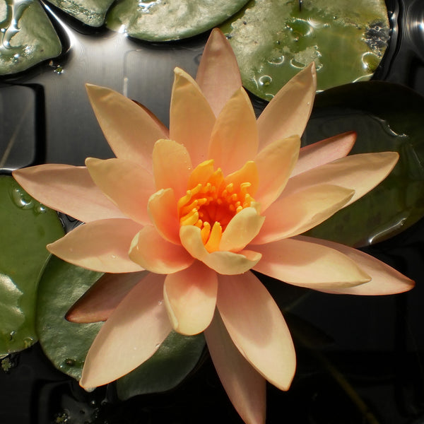 peach color lily flower Georgia Peach Water Lily