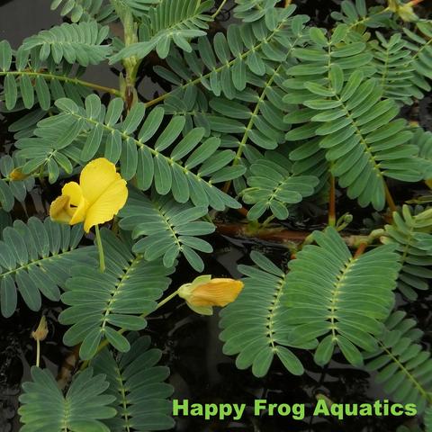 giant sensitive plant | aeschynomene fluitans | potted