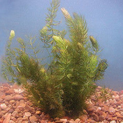 hornwort | ceratophyllum demersum