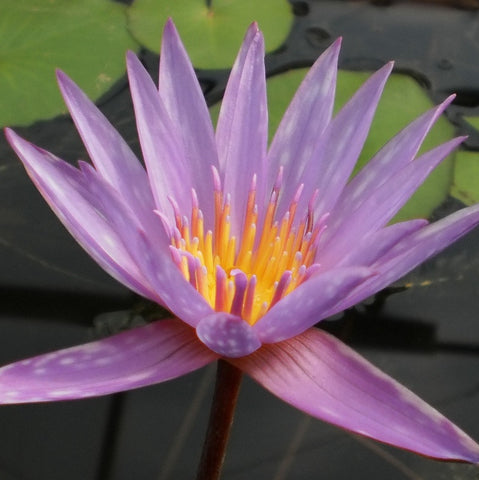 islamorada tropical water lily