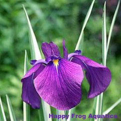 japanese variegated iris | iris kaempferi variegata