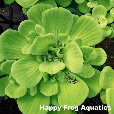 water lettuce | pistia stratioes