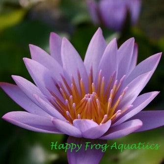 Key Largo | Tropical Water Lily