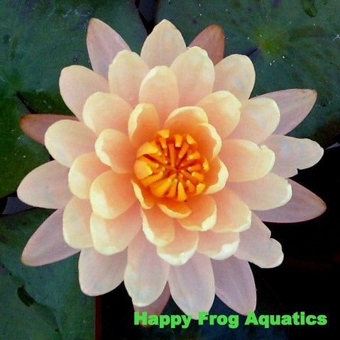 mangkala ubol water lily