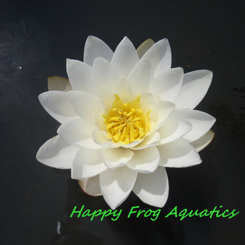marliac albida | white hardy waterlily