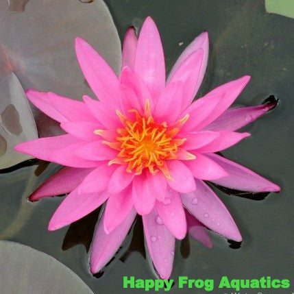 mayla water lily