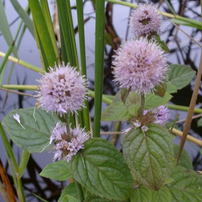 aquatic mint | mentha aquatica