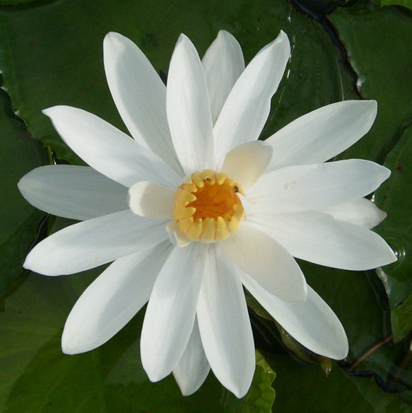 White Night Blooming