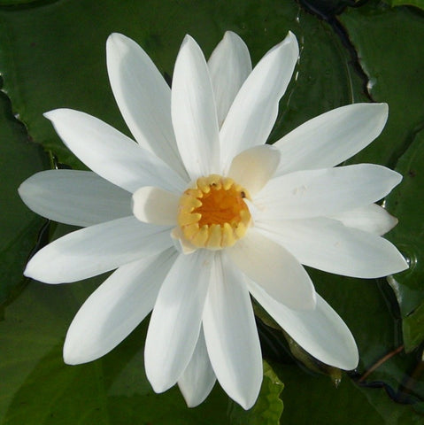 white night blooming | tropical water lily