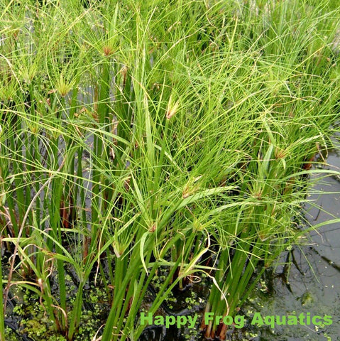 dwarf giant papyrus | cyperus percamenthus