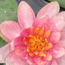 phoebus | dwarf hardy water lily