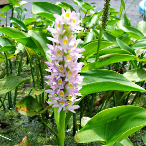 pink pickerel rush | pontederia 'singapore pink'