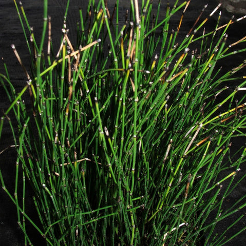 dwarf horsetail rush | equisetum scirpoides