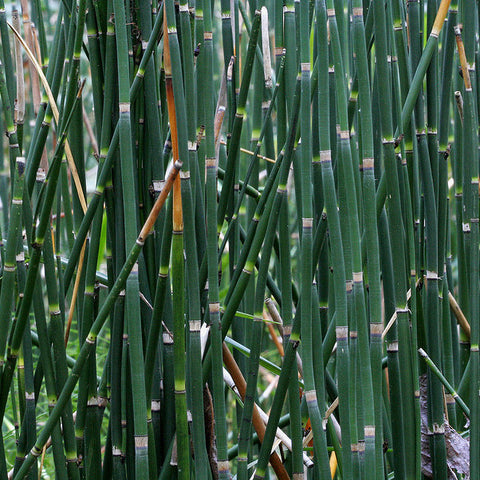 horsetail rush | equisetum hyemale