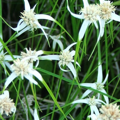 star grass | white top sedge | star rush