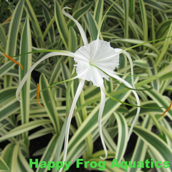 Variegated Spider Lily Pond Plant - Happy Frog Aquatics