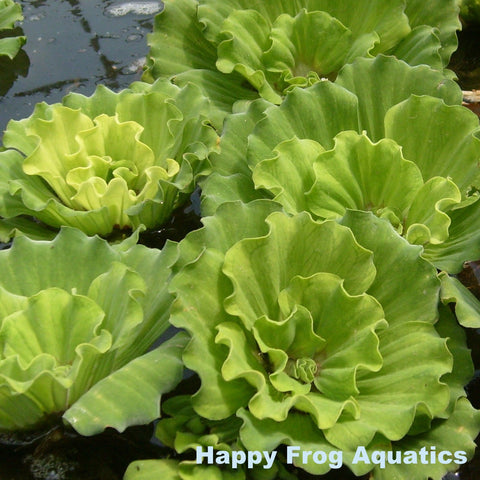 curly leaf water lettuce