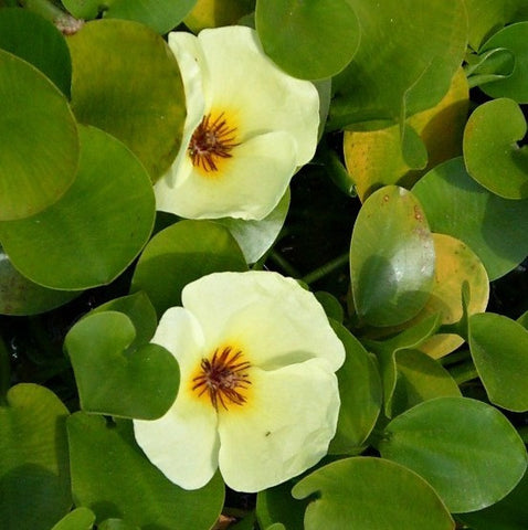 water poppy | hydrocleys nymphoides | bare-root