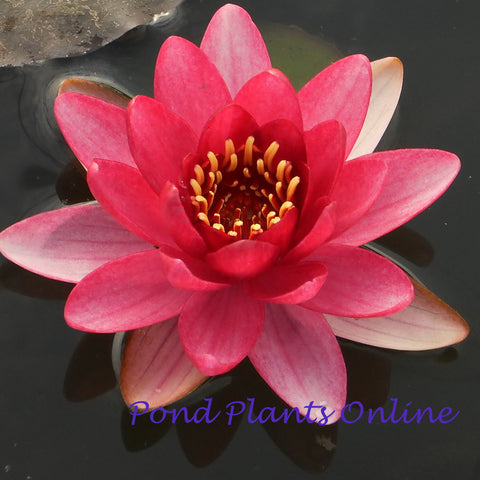 xue fei | pygmy red hardy water lily