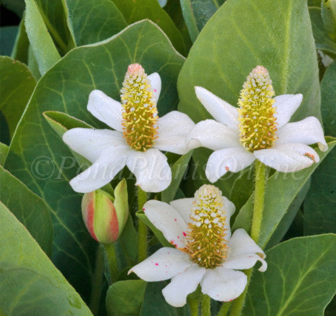 yerba mansa | anemopsis californica