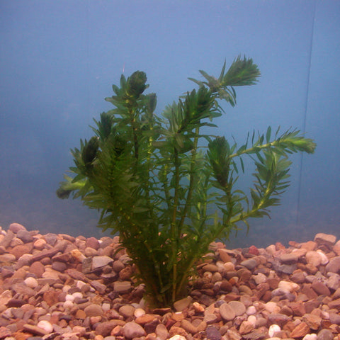 anacharis | elodea densa