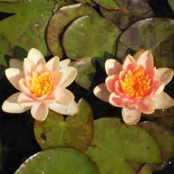 aurora hardy water lily
