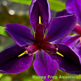 black gamecock louisiana iris