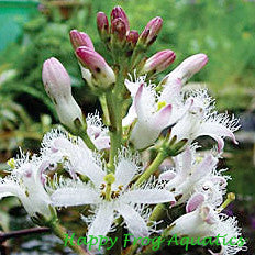 bog bean | menyanthes trifolia