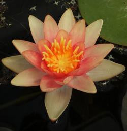 grower's choice | hardy changeable water lily